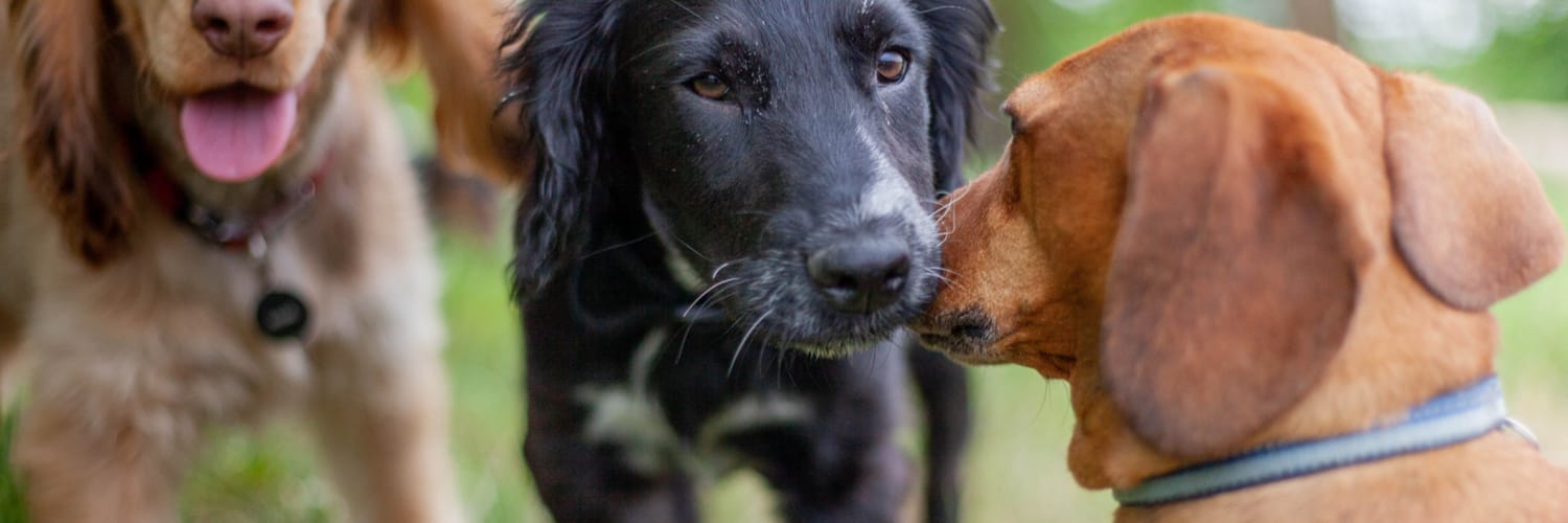 Dog Daycare West Chicago IL